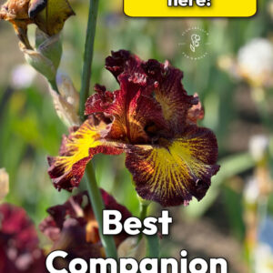dramatic bearded iris growing in a garden with text overlay that reads: best companion plants for iris! discover them here! flower patch farmhouse dot com