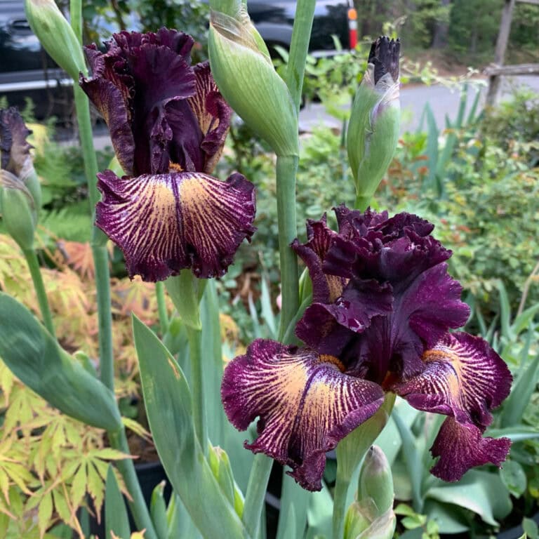 drama queen iris in garden, deep purple with amber striping bearded iris