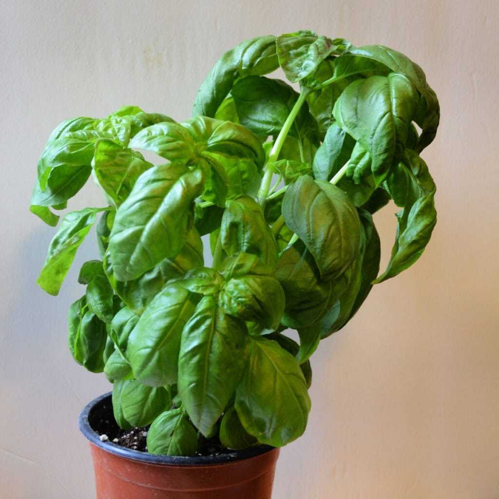 healthy basil plant in a pot in front of a white background