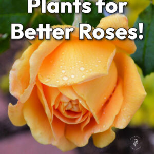 yellow rose in a garden sprinkled with water drops, text overlay reads: companion plants for better roses, discover all 21, flower patch farmhouse dot com