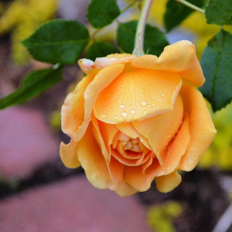 close up of a yellow rose bloom with rain drops on it and green leaves in the background