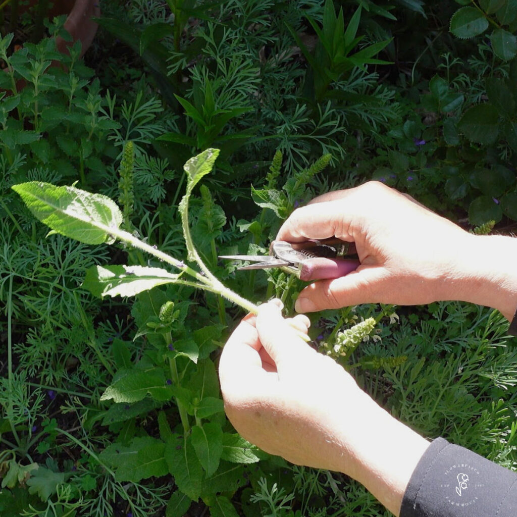 Hands using garden pruners to take a cutting from a green perennial plant, set against a lush garden background. flower patch farmhouse dot com