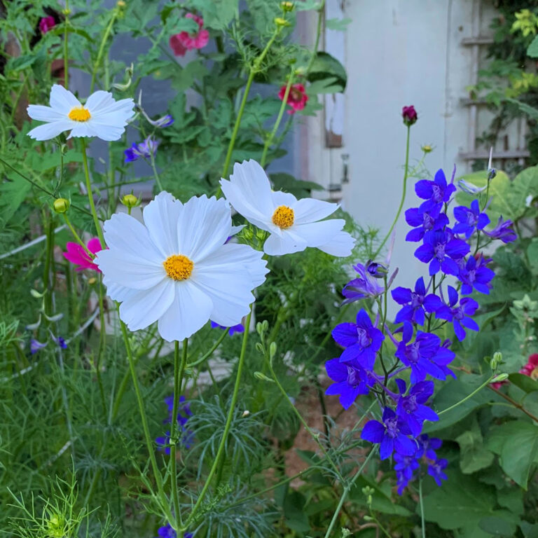 white cosmos, blue larkspur in a garden, fast growing annuals