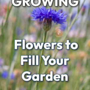 blue cornflowers aka bachelors button in a garden, text overlay reads: fast growing flowers to fill your garden, find them here, flower patch farmhouse dot com fast blooming annuals