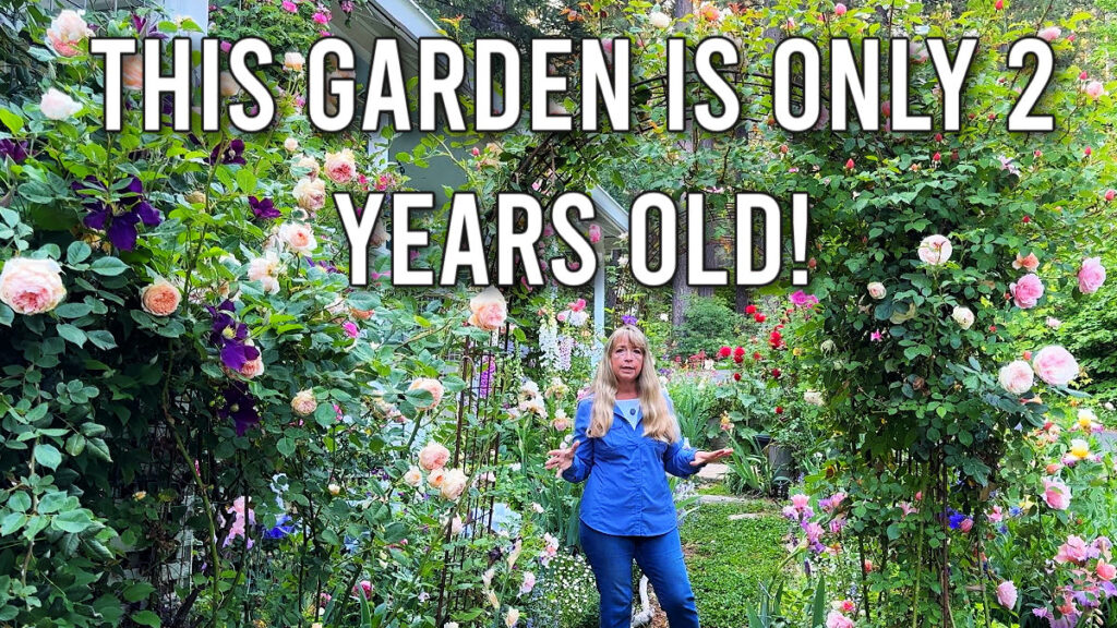 woman, pamela groppe, standing in her rose garden that is only two years old and filled with gorgeous blooms on arbors and trellis