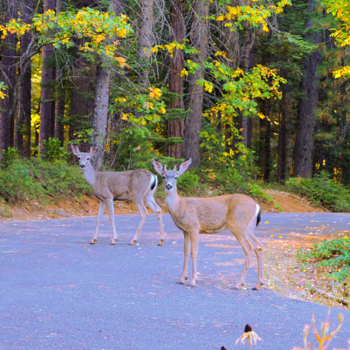 two deer standing in roadway looking at you