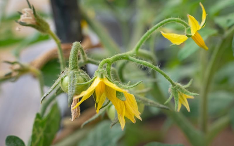 tomato plant with yellow flowers – what to do when tomato plants flower