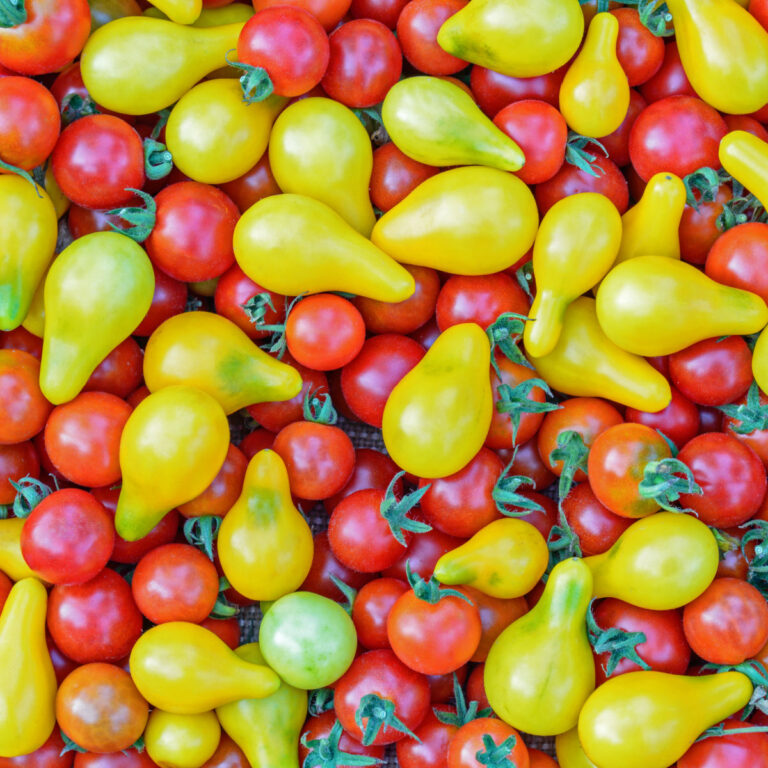 yellow pear tomatoes with red cherry tomatoes laying flat on surface, homemade tomato fertilizer