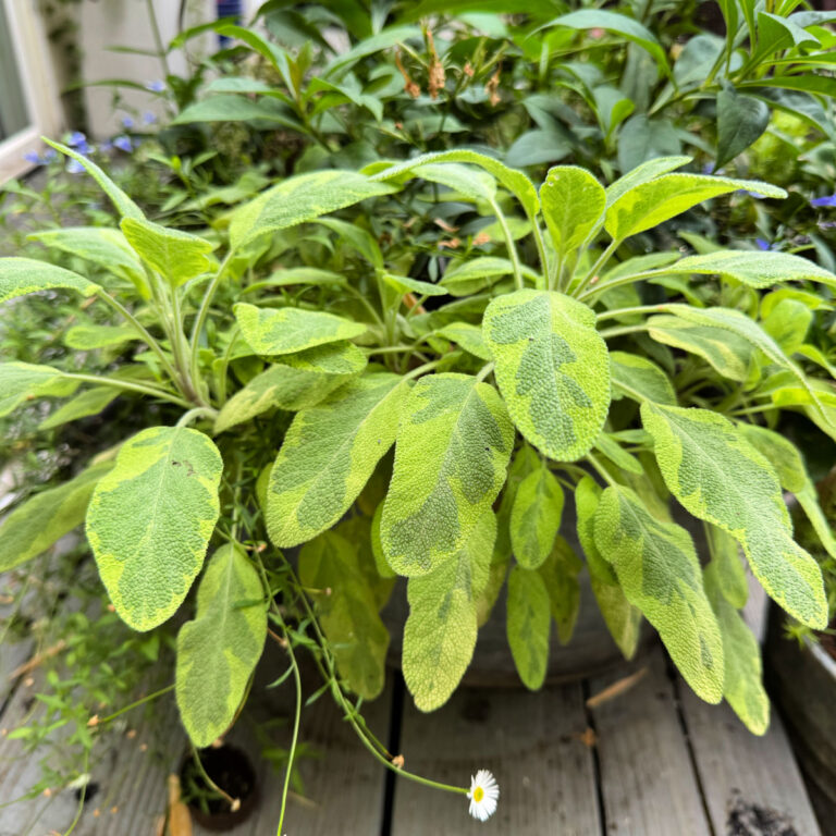 golden sage in a container with erigeron and other plants