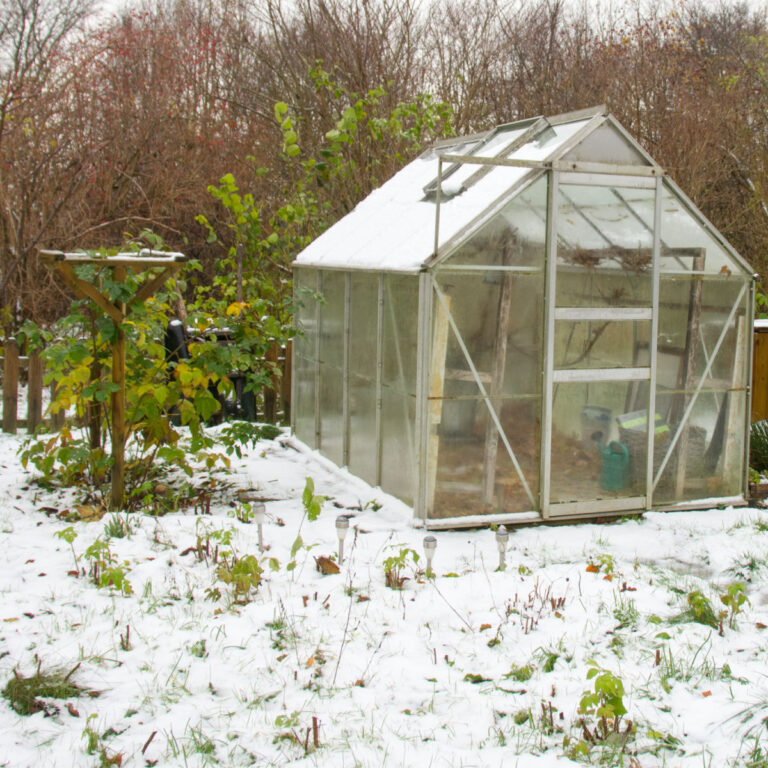 greenhouse in a winter garden with snow on the ground, green plants peeking from beneath the snow