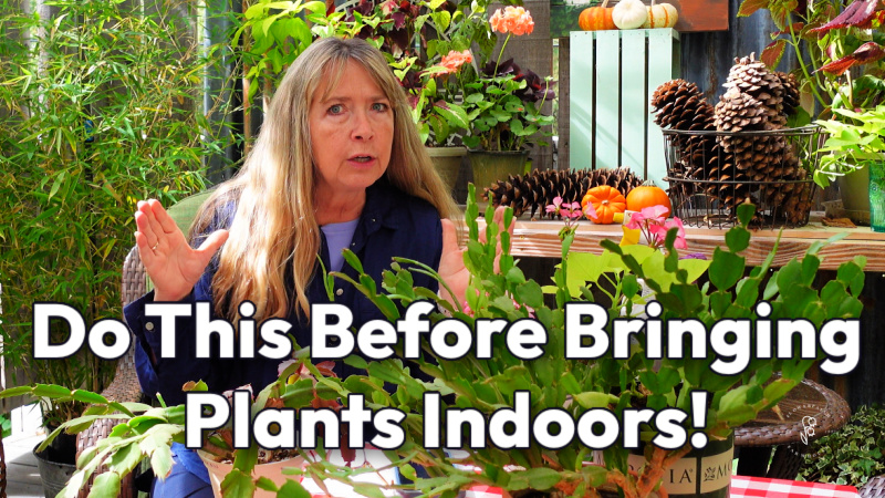 pamela groppe, woman with houseplants talking to camera, fall decor in background