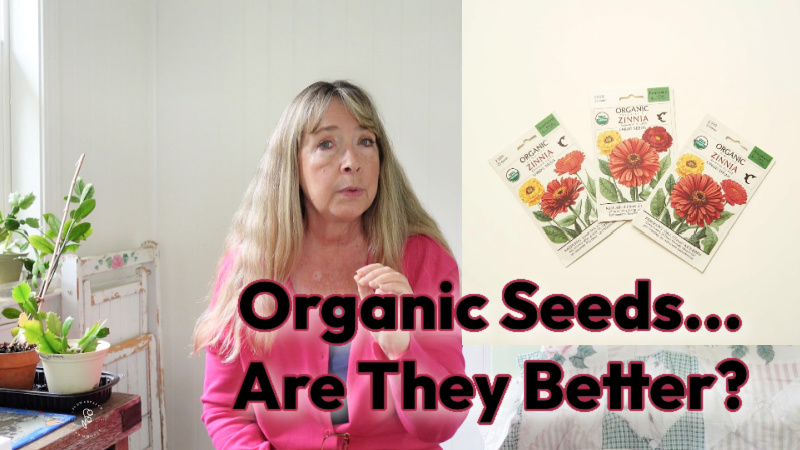 woman in bright pink sweater sitting in a room with a white background, photo of organic seed packets beside her with a text overlay that reads: Organic Seeds...Are They Better? flower patch farmhouse dot com
