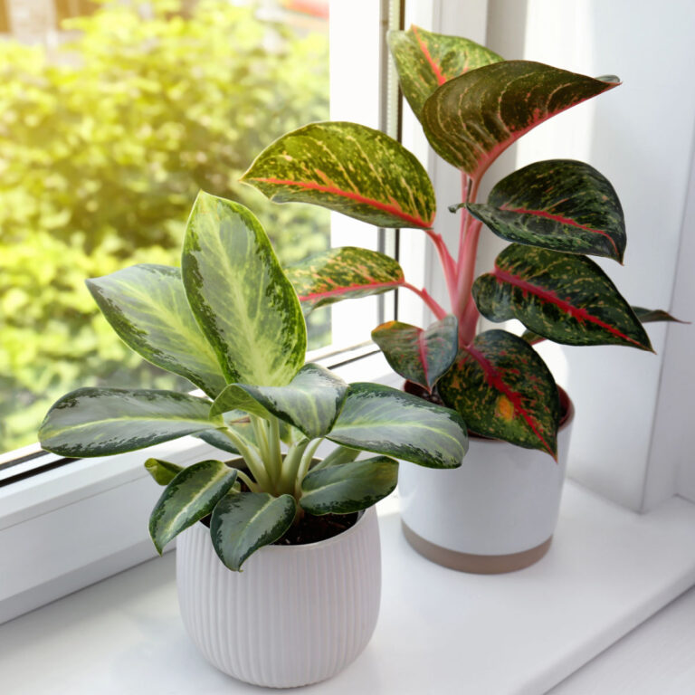 houseplants on windowsill in white pots