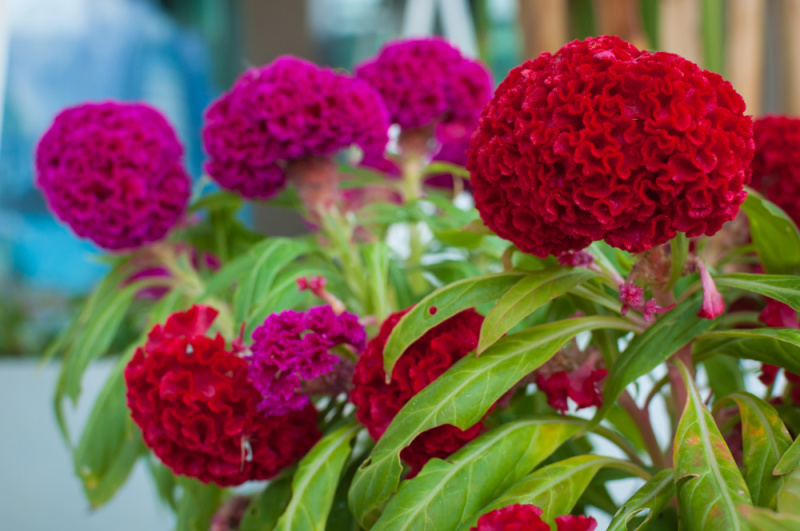red cockscomb flower aka celosia in the garden with purple flower also