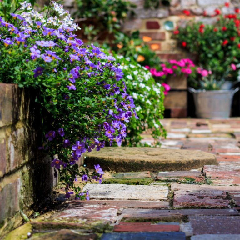 purple flowers spilling over a stone wall above a stone paved path, bright potted plants in the background of a arts and crafts garden