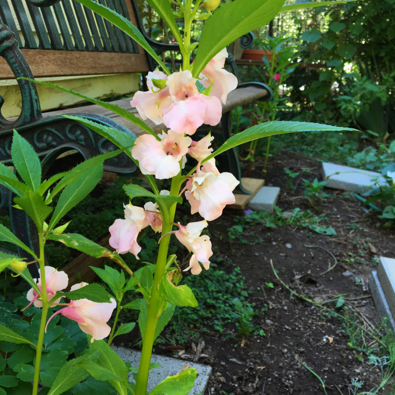pink balsam impatiens in the garden, touch me not flower