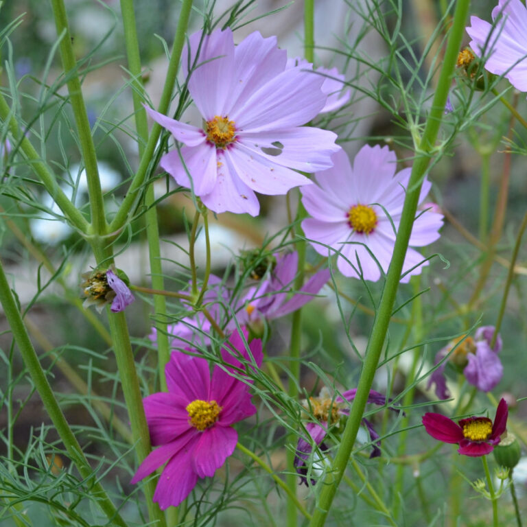pink and magenta cosmos, pink flowers to grow from seed