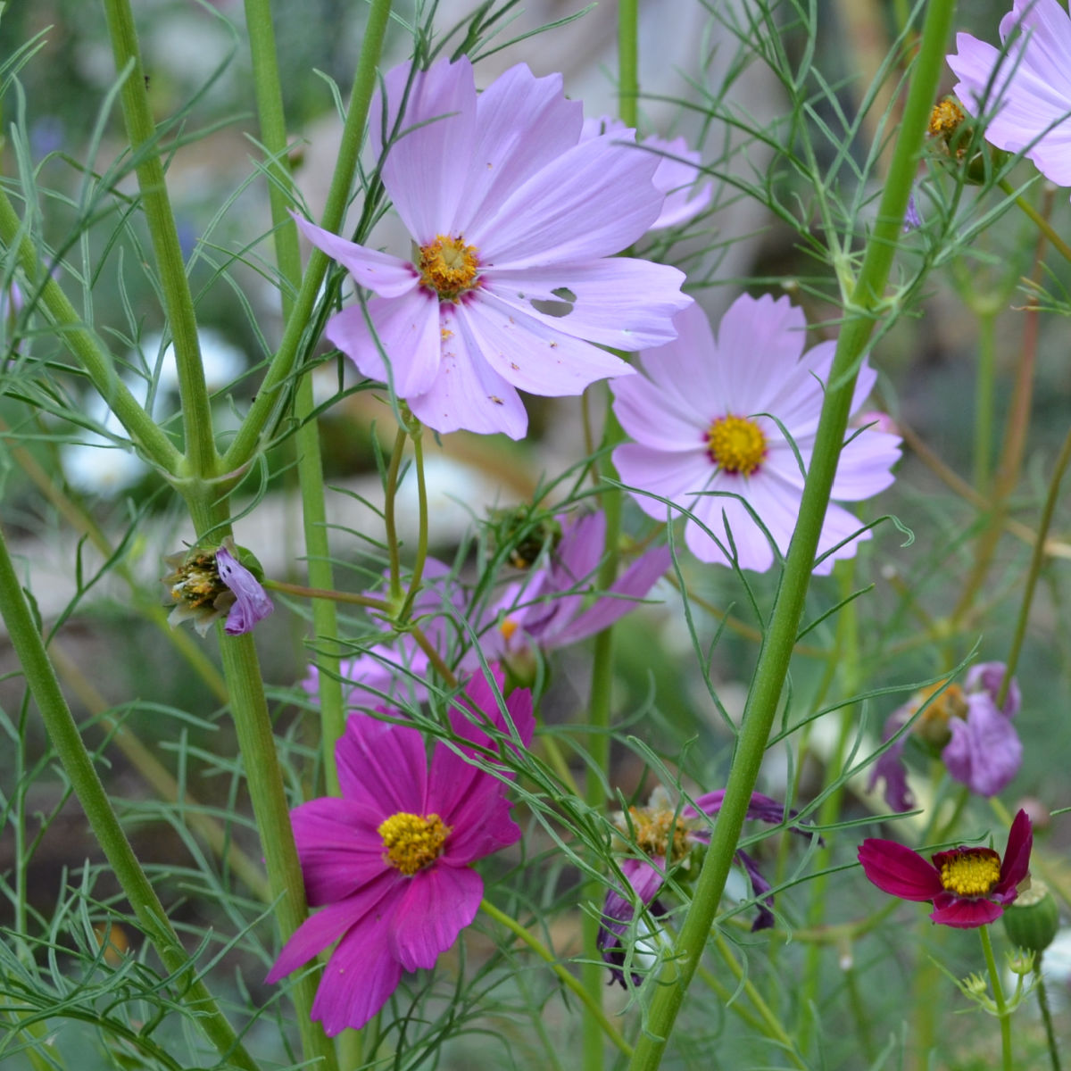 pink and magenta cosmos, pink flowers to grow from seed