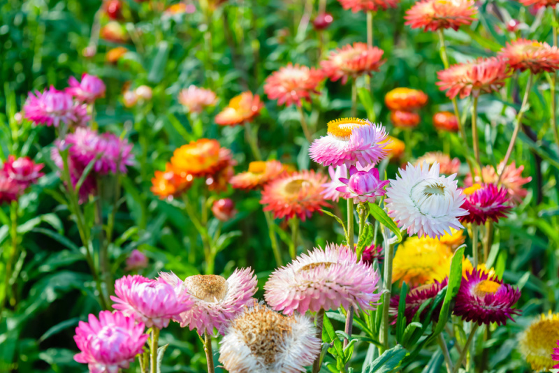 colorful strawflowers growing in a garden