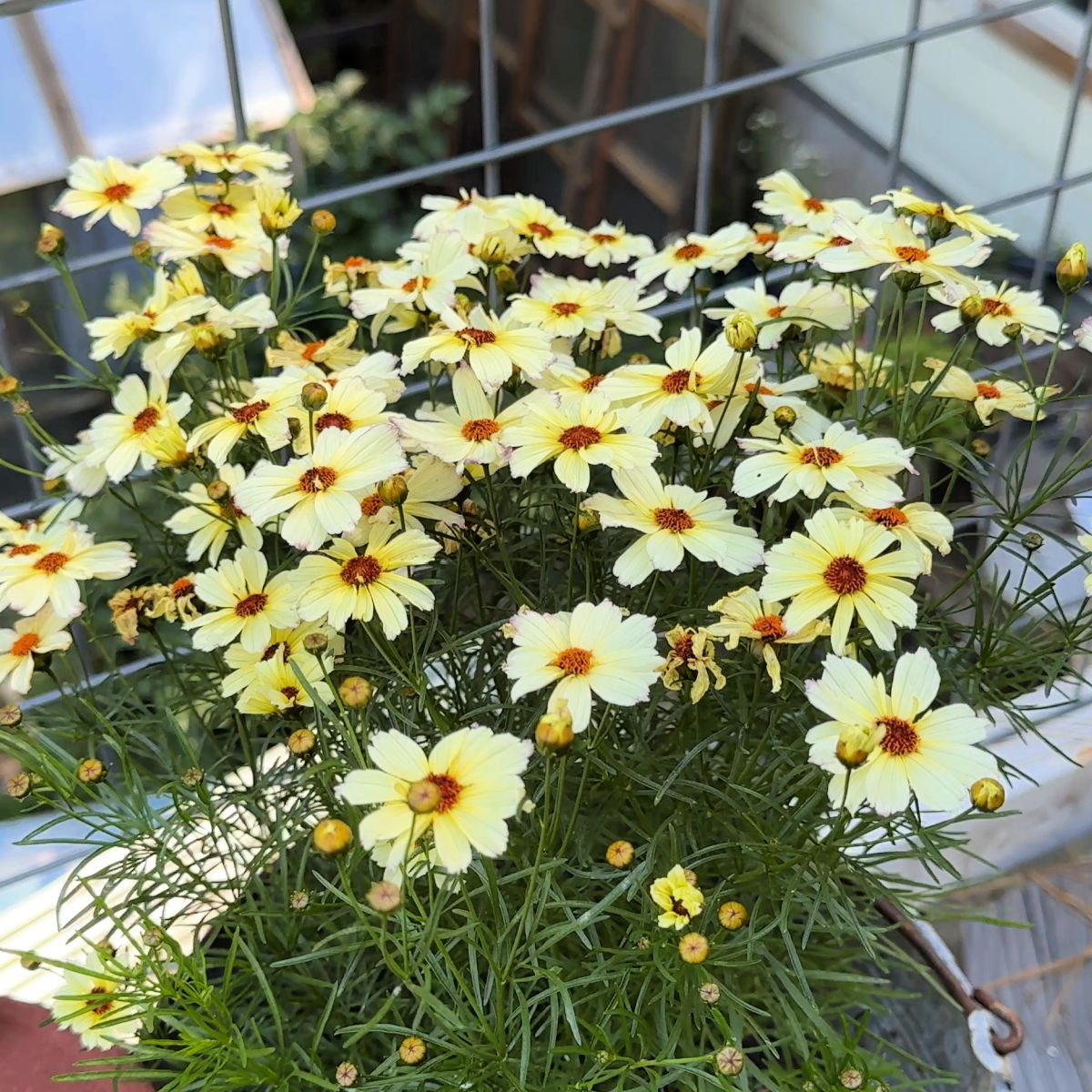 creamy yellow threadleaf coreopsis growing in a container