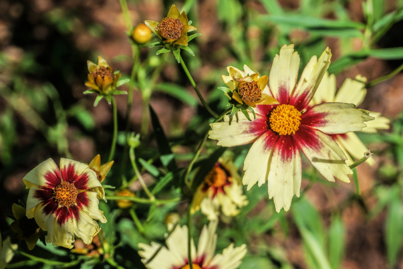 redshift coreopsis in the garden