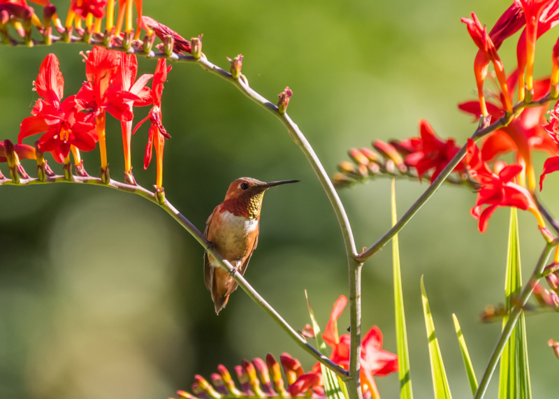 red crocosmia with hummingbird