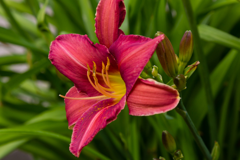 red daylily in a garden