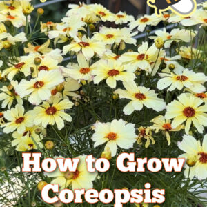 creamy yellow coreopsis growing in a container with text overlay: easy to start from seed, how to grow coreopsis, loved by by pollinators. Small bee graphics overlayed