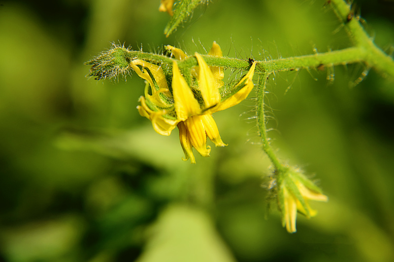 tomato bloom close up in garden
