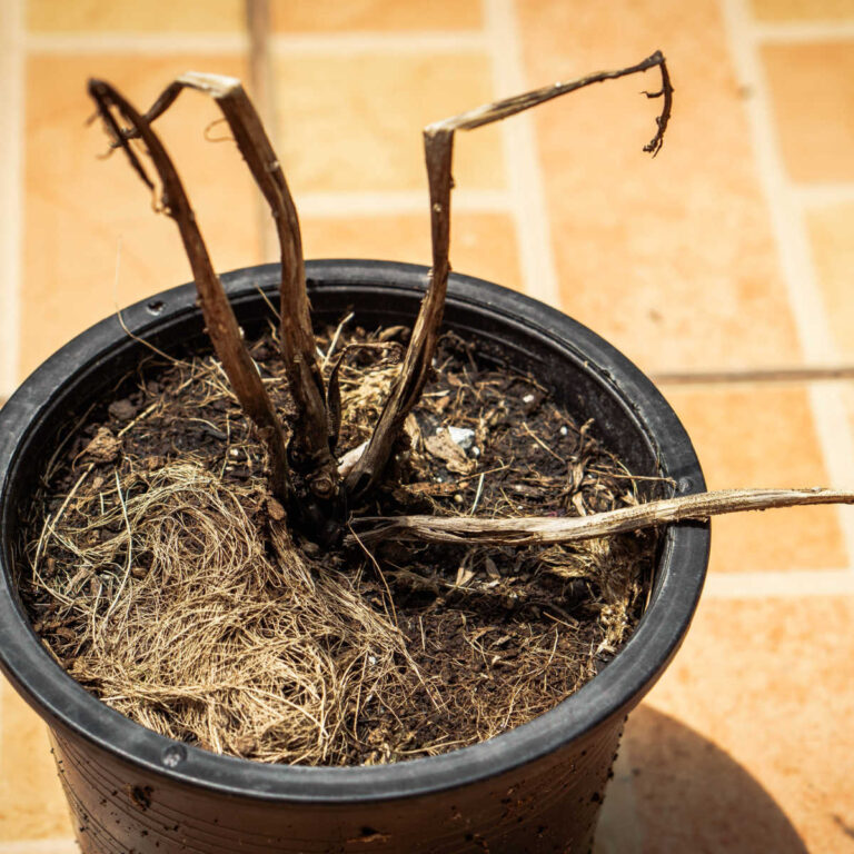 dead plant in a black pot with a brick background