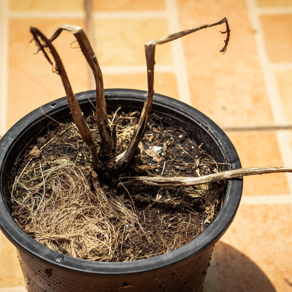dead plant in a black pot with a brick background