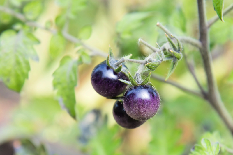 purple tomato on vine in a garden