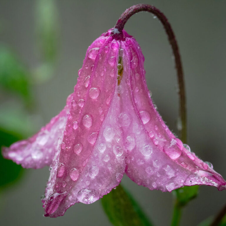 pink bell shaped clematis bloom in garden