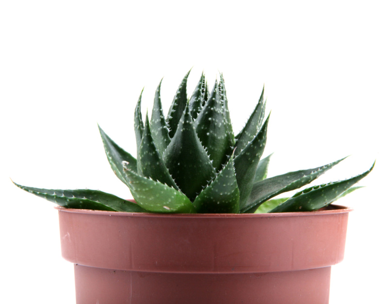 close up of aloe vera plant in a terra cotta pot