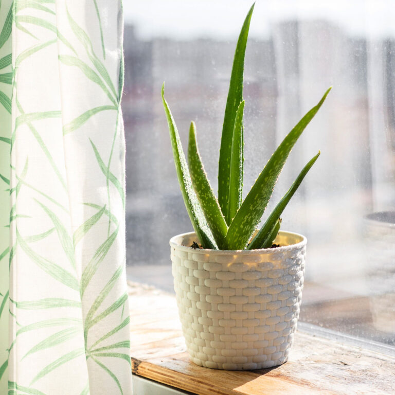 aloe vera plant in a white pot on a window sill with sheer curtain beside it