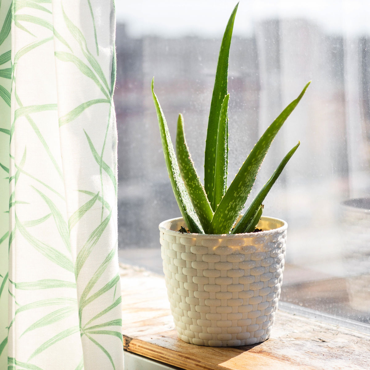 aloe vera plant in a white pot on a window sill with sheer curtain beside it