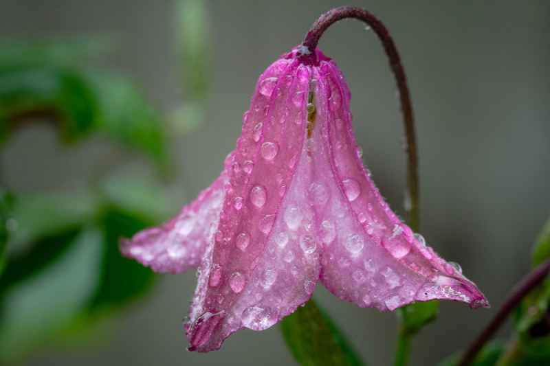 bell shaped pink clematis flower with rain drops
