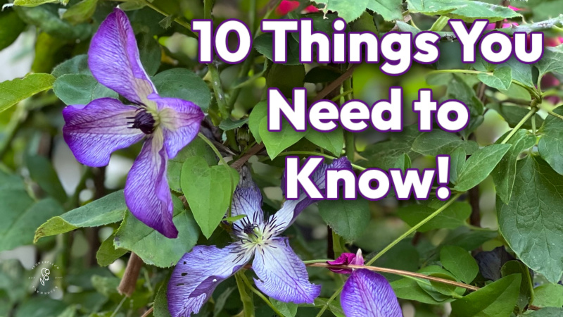 super nova clematis blooming in a garden, text overlay reads: 10 things you need to know, flower patch farmhouse dot com