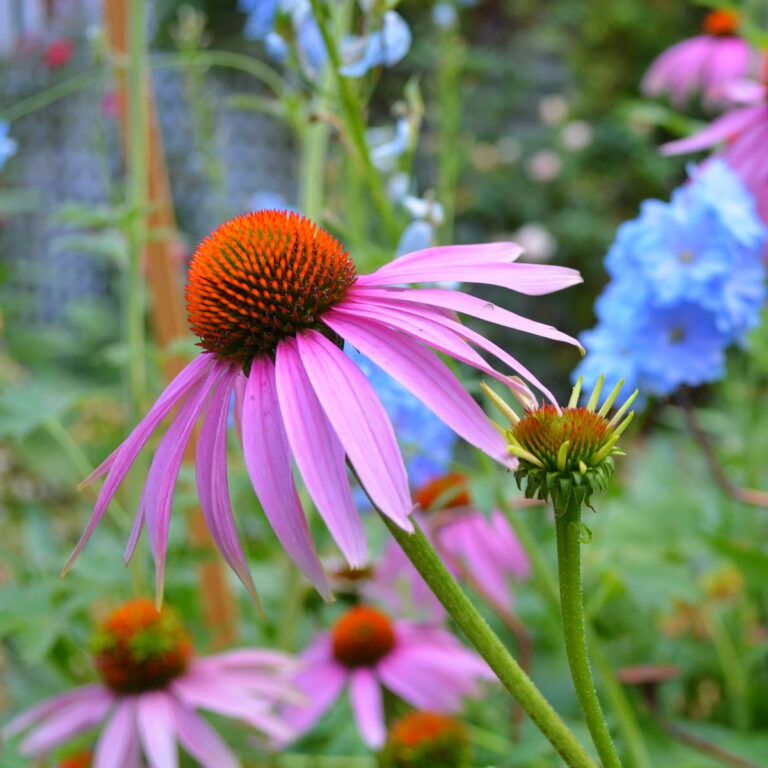 Pink echinacea coneflower blooming in a sunny cottage garden with soft background flowers