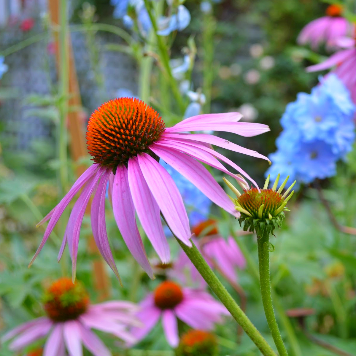 Pink echinacea coneflower blooming in a sunny cottage garden with soft background flowers