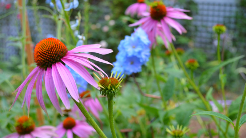 Purple echinacea coneflower blooming in a sunny cottage garden with soft background flowers