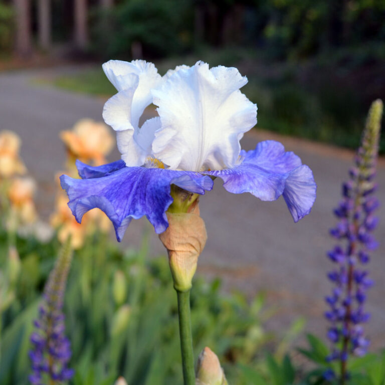 Elize bearded iris in the garden. White standard petals with blue falls, flowerpatchfarmhouse.com
