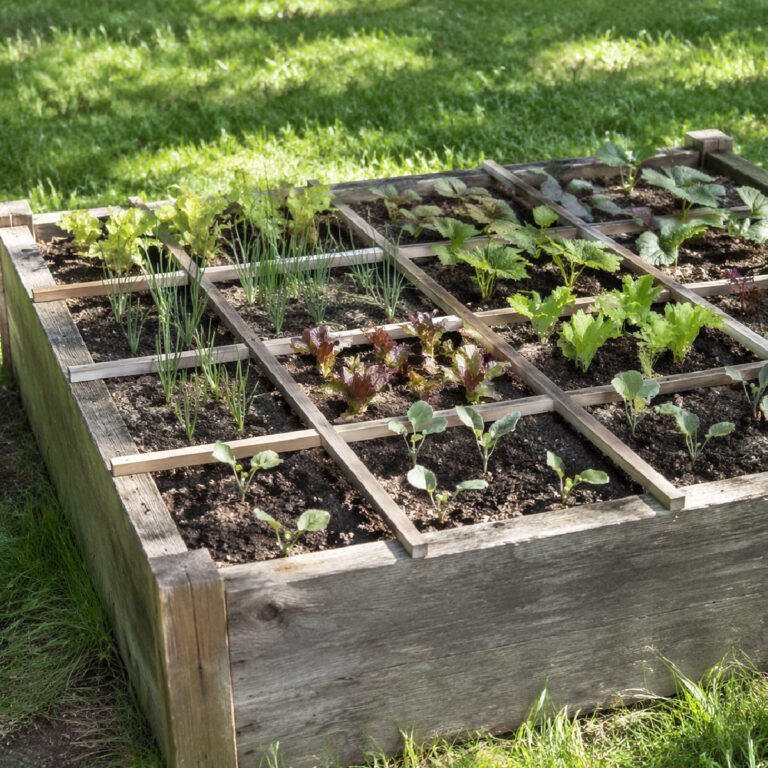 wood raised garden bed with lattice grid for square foot gardening