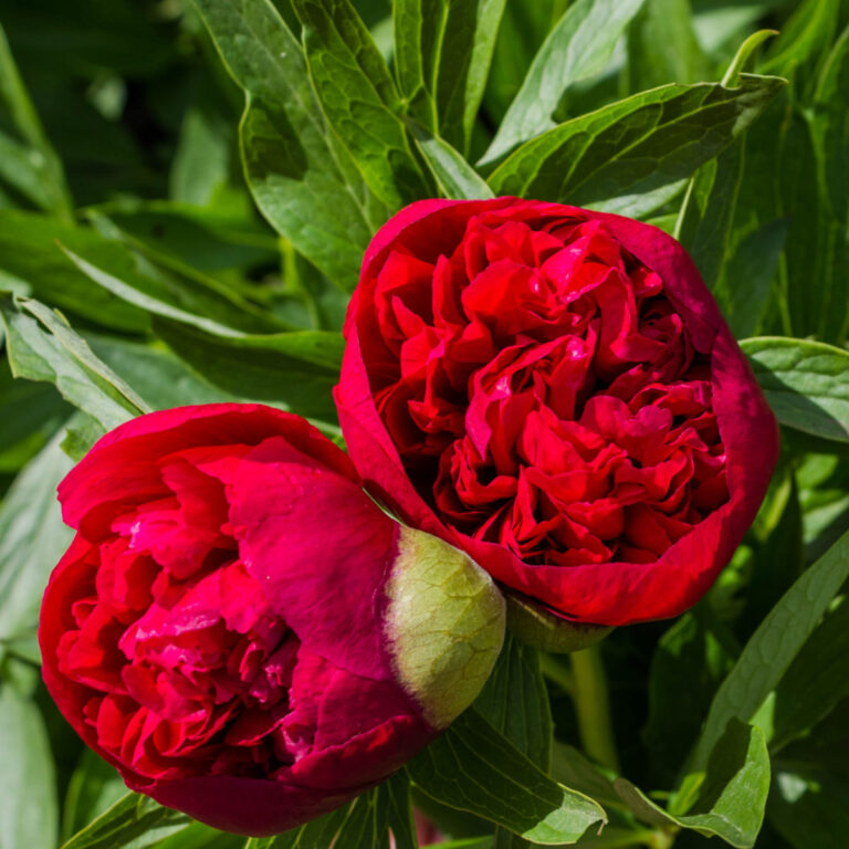 Beautiful bright peony flowers in the flower garden. two Maroon blooming peonies in the garden on a blurred background of green peony leaves close up in spring