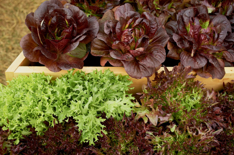 leafy greens in a raised garden bed