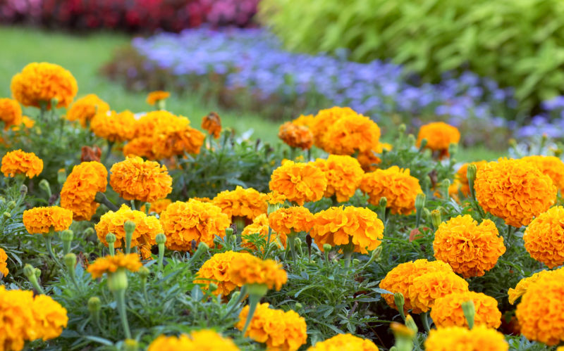 yellow orange marigolds in a garden, soft blue flowers in background