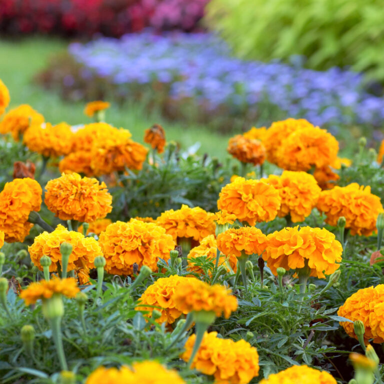 yellow orange marigolds mass planted in a garden, soft blue flowers in the background