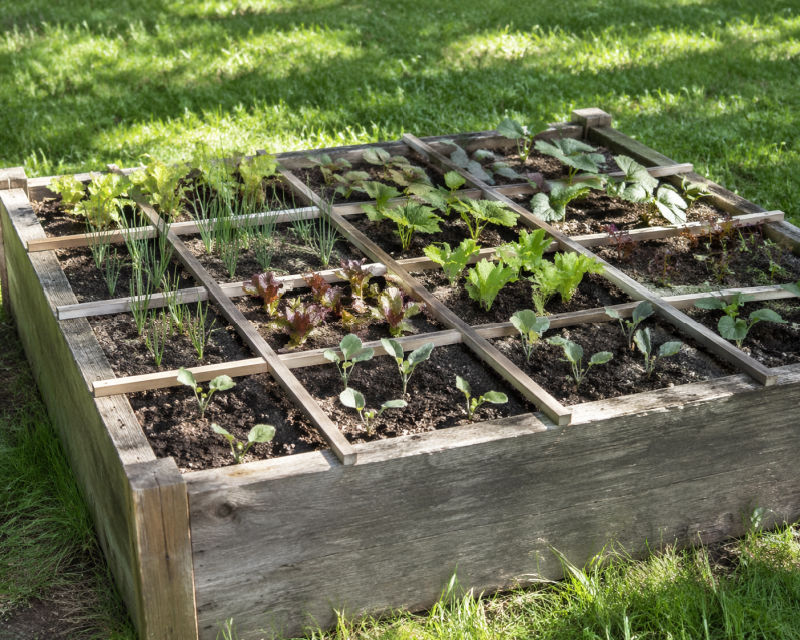 wood raised garden bed with grid for square foot gardening