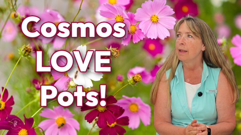 pink and red cosmos in a garden with pamela in the foreground looking at text overlay that reads: Cosmos Love Pots! 