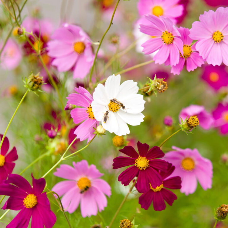 white, pink and red cosmos in garden, bees are on the flowers